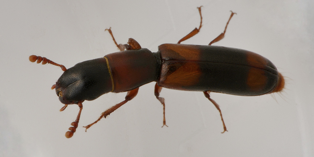 Trogositidae:   Nemozoma caucasicum